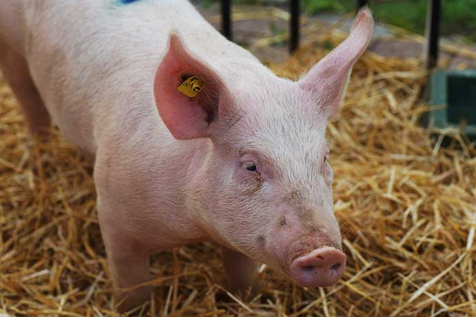 Produkty z domácí zabíjačky nelze veřejně prodávat, říká zákon