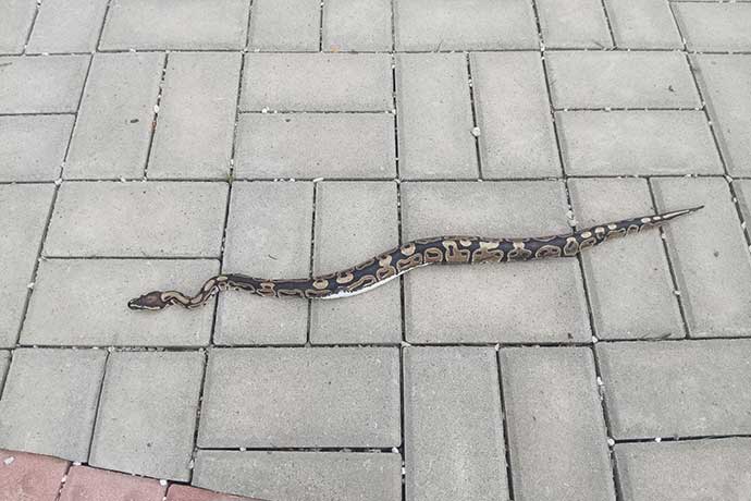 U hřbitova ve Valašských Kloboukách se plazila krajta
