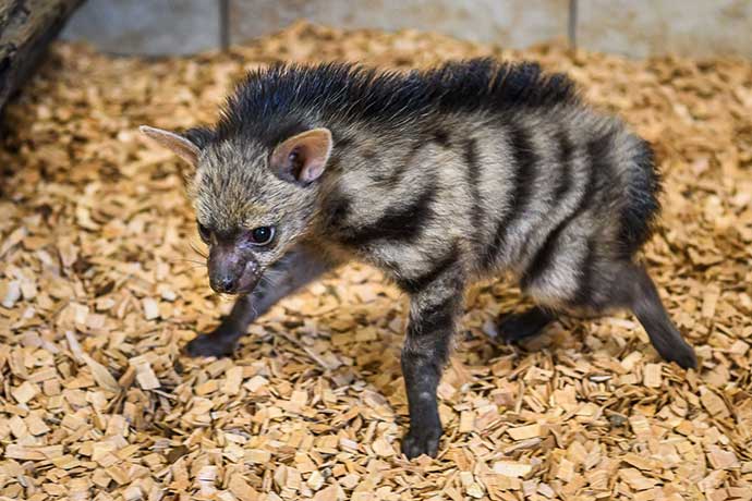 První mláďata hyenek hřivnatých v Zoo Zlín
